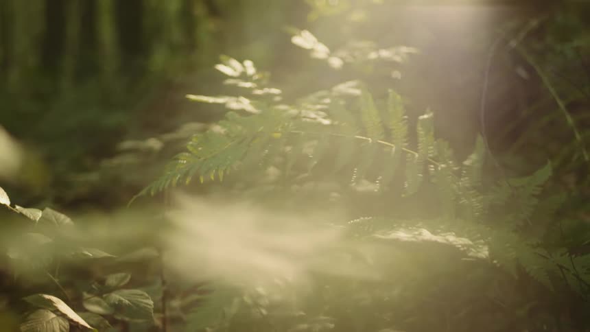 A closeup of a fern leaf in a forest with sunlight filtering through the trees