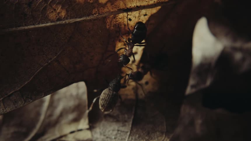 Several ants working together