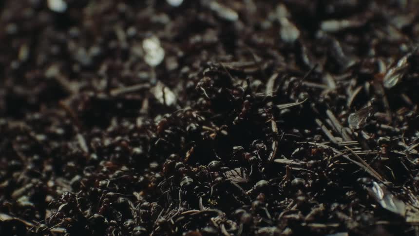 Colony of worker and winged ants