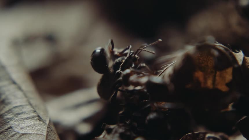 Ants working together to lift a beetle