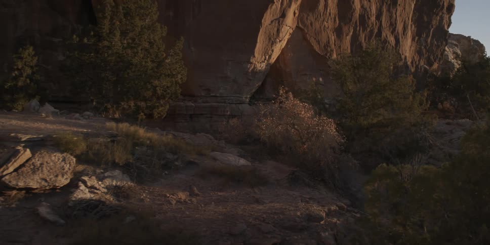 Sunlight shines on shrubs and rocks in the wilderness