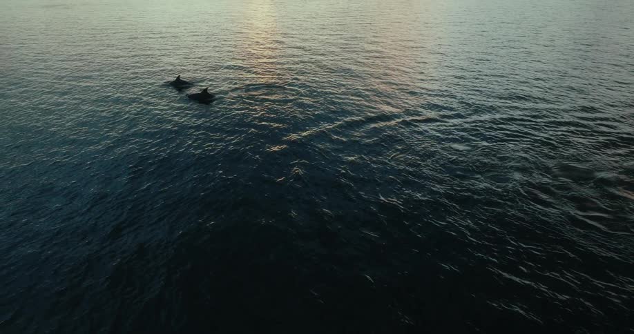 A couple of dolphins break surface on a calm ocean at dusk