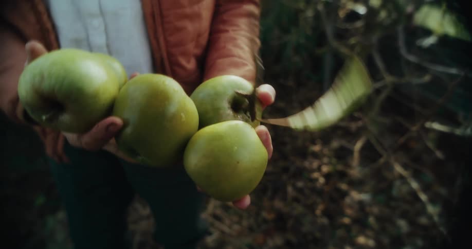 A person is displaying freshly picked apples