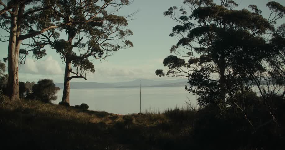 Trees are near the shore