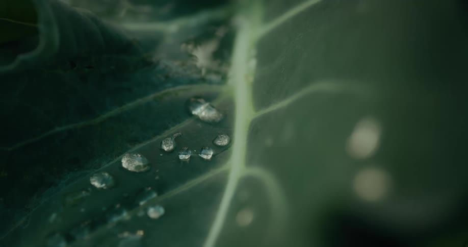Water droplets on a green leaf