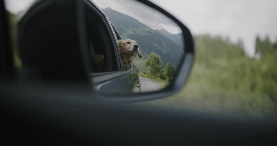 View from the rear view of a car with a dog in the window enjoying a moment