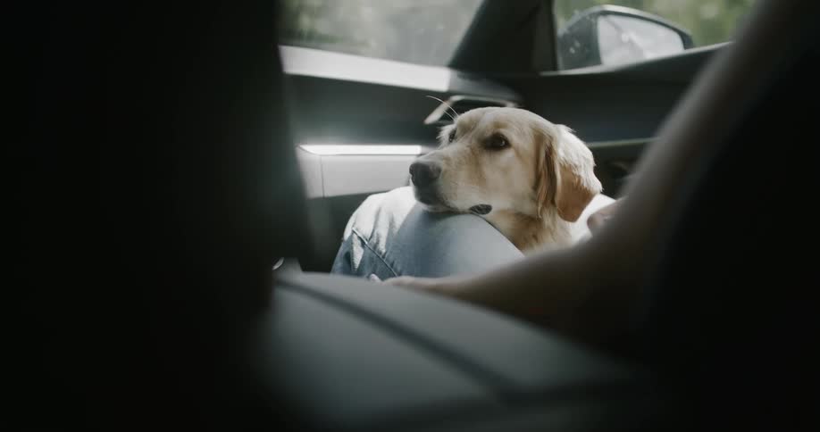 A golden retriever resting on the lap of a person both sitting on a car driving through a forested area