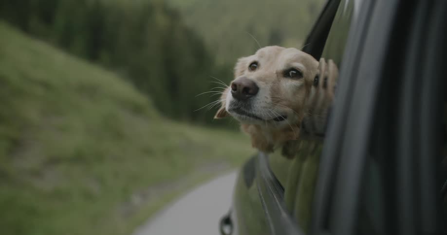 A golden retriever rides in a car with its head stuck out of a passenger window