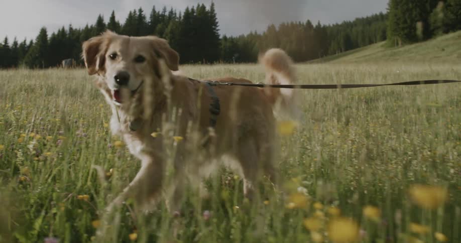 A golden retriever on a leash walking in a field of tall grass and wildflowers