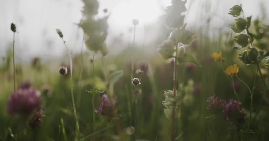 Closeup on a garden with flowers