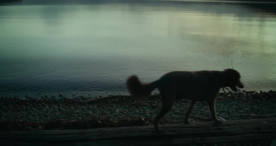 Dog walking next to a lake