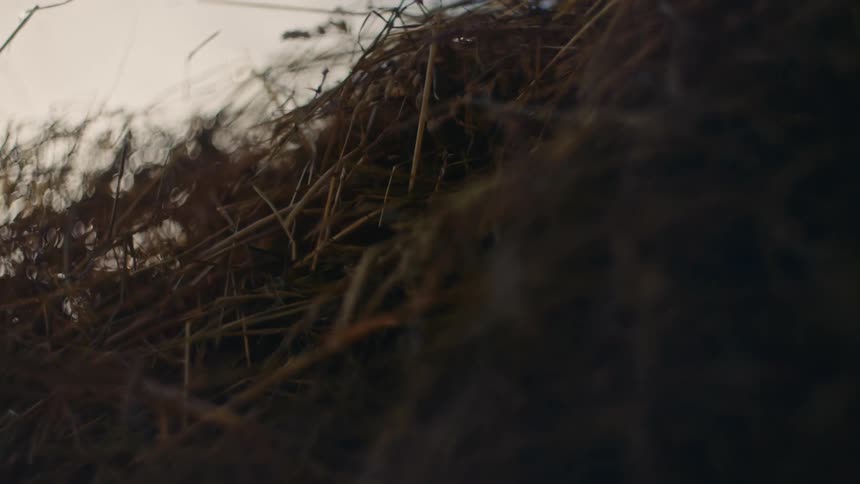 Closeup of dry grass and hay during hay harvest