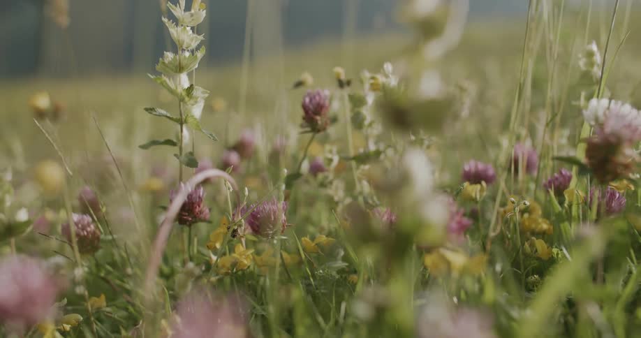 Garden on a greenish hill with colorful flowers