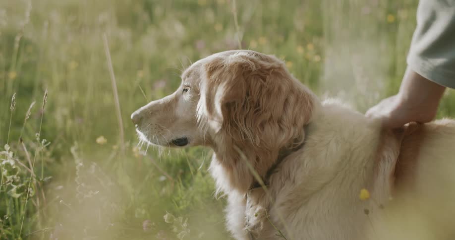 A golden retriever receives head pets from a human hand in a field with tall grass and wildflowers