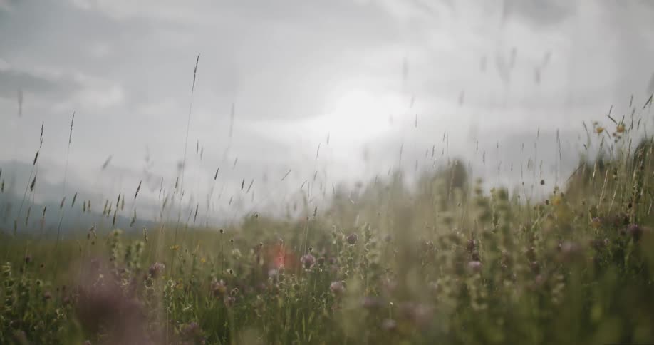 Sunlight glares across a prarie meadow under a clouded sky