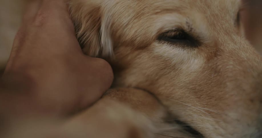 A closeup of a persons hand gently petting a dogs head