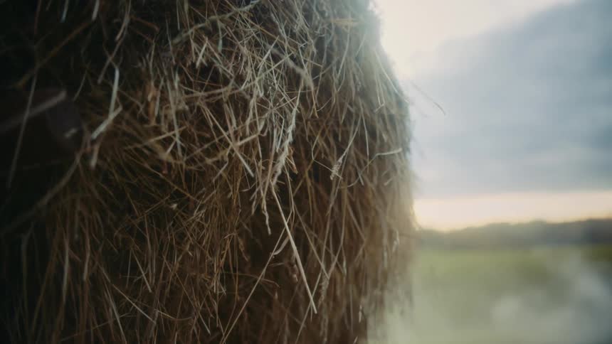 Hay moves in the wind in beautiful light