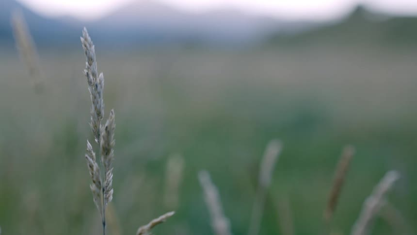 Grass in a large field is gently swaying on account of a light breeze