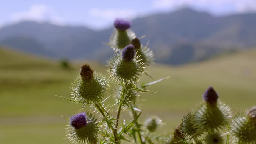 Thistles with purple flowers in the wind on a grassy plain