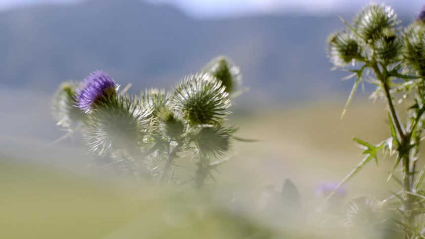 Plants with purple flowers grow in nature