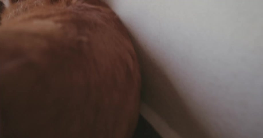 Hand caressing a dogs hair and body