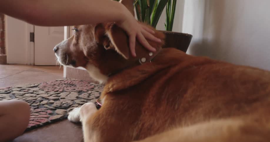 Boy crouched down petting a dogs fur indoors