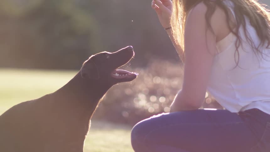 A woman and a dog outside on a sunny day