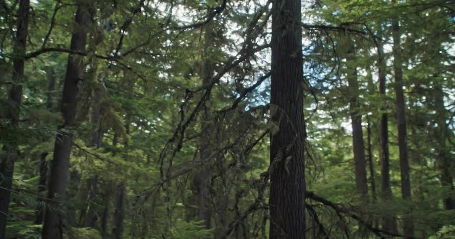Sweeping view of a forest during the day