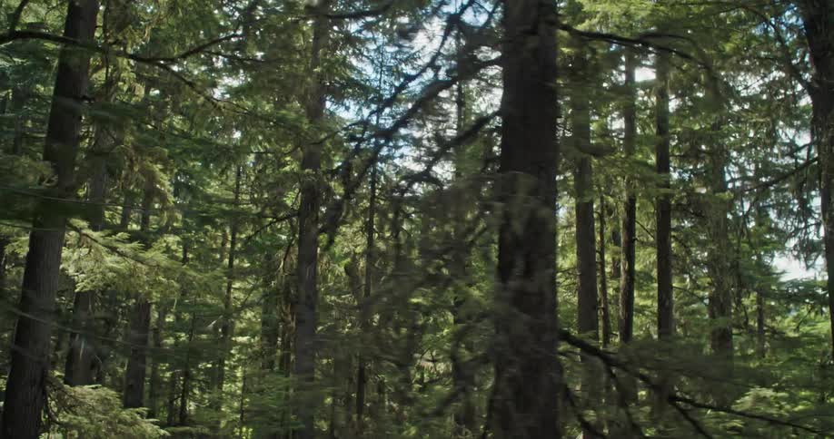 Large old-growth trees seen by a cable camera sweeping through the forest on a sunny day