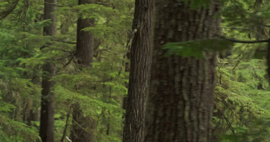 Trees in a thick green forest