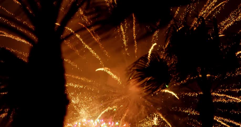 Fireworks exploding in the sky through the palm trees