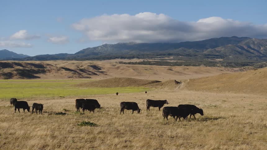 Cows graze on the grass