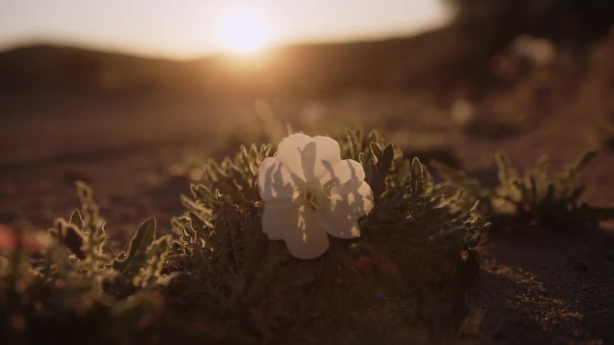 A white flower blows in the wind on a plain