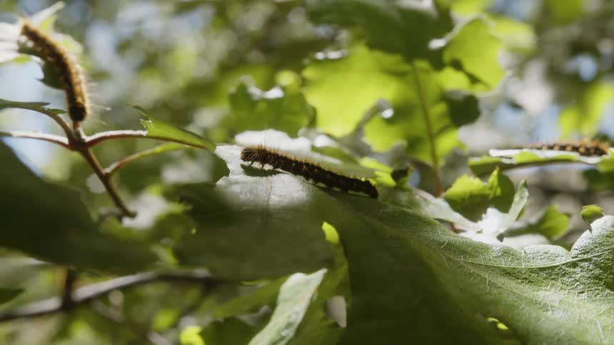 A caterpillar walking on a leaf