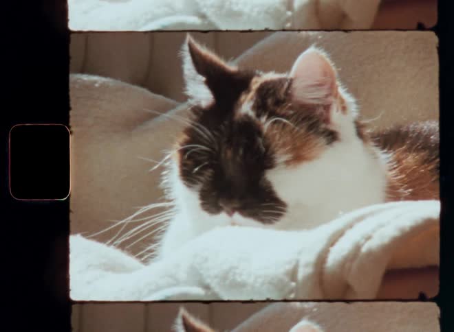 An old Super 8mm film image of a special looking and cute female Calico cat with white black and brown fur that has her eyes closed while relaxing on a chair on a beige blanket enjoying the sunshine as the warm sun shines onto her shining fur