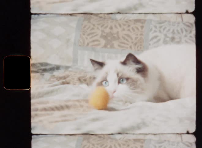 Fluffy white cat with blue eyes lies on patterned bedspread intently watching orange ball rolling in front of her while she is focusing on the toy with full attention concentration and excitement enjoying the playing with her pet owner on retro film