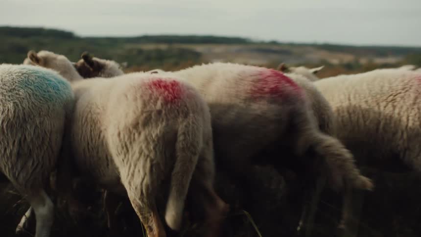 Herd of nervous sheep marked with colored dyes move across the field
