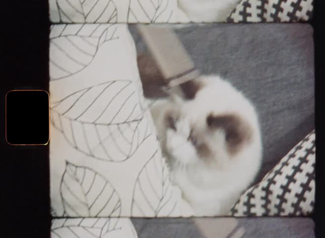Handheld Super 8mm film footage of white or beige Ragdoll kitten or kitty playing with a cat toy attached to a string grabbing it with the paw while sitting or hiding between the pillows on a couch or sofa in the living room of a flat or house