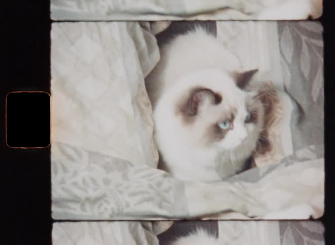 A fat Ragdoll cat is getting into position lurking between pillows and blankets on the couch sofa or bed as someone is swinging a toy on a string towards the pet trying to animate the domestic animal to play