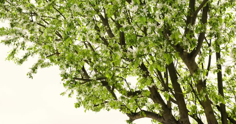 Tree with green leaves and white flowers moving by the force of the air