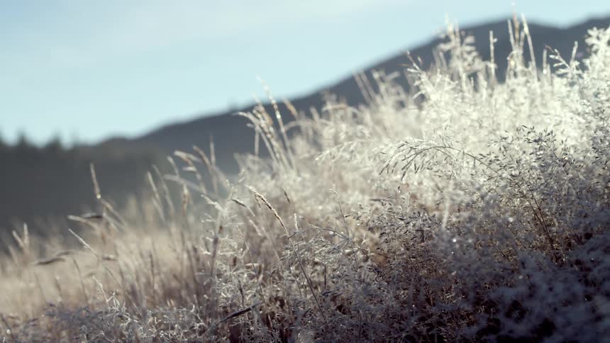 Close up of frozen dry grass with the silhouette of mountains on the horizon