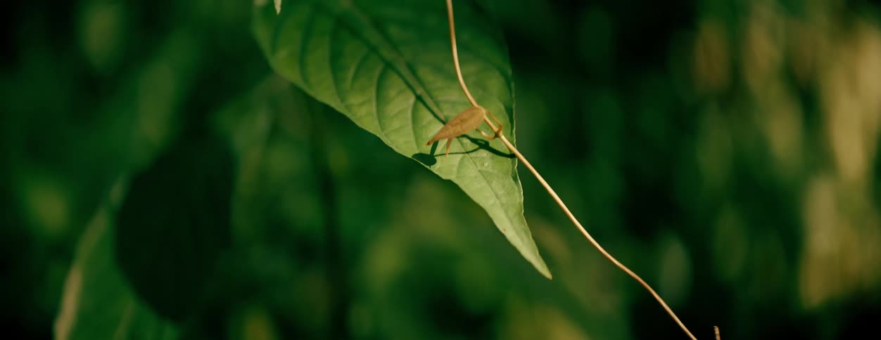 Close up of green leaf