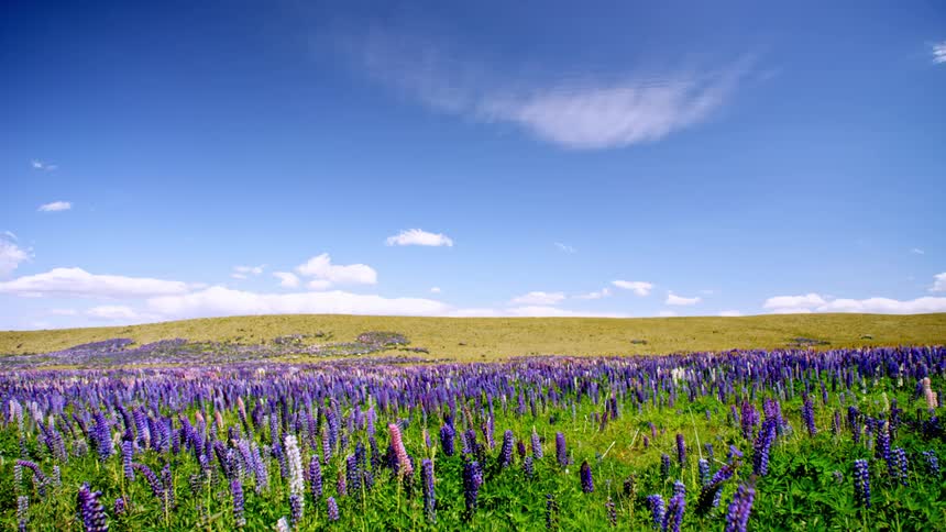 The fields are full of lavender