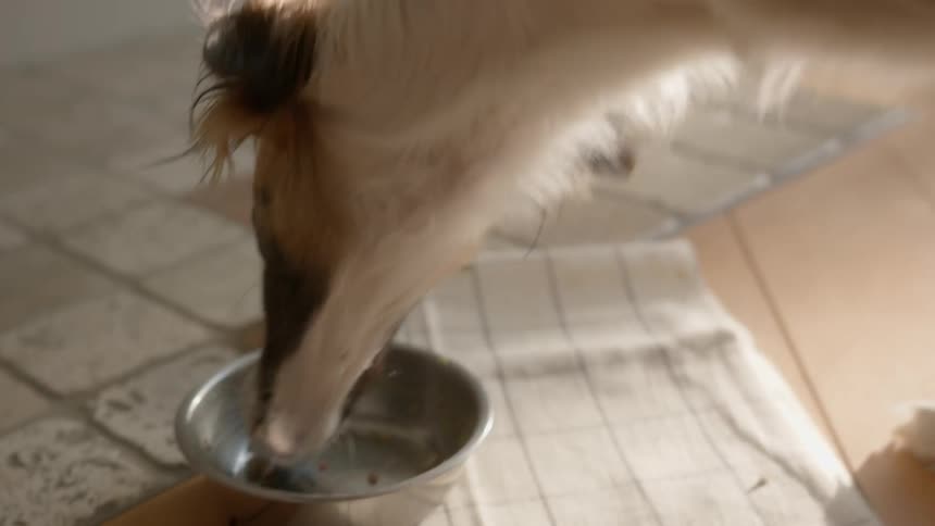 Dog eating food inside a metal bowl