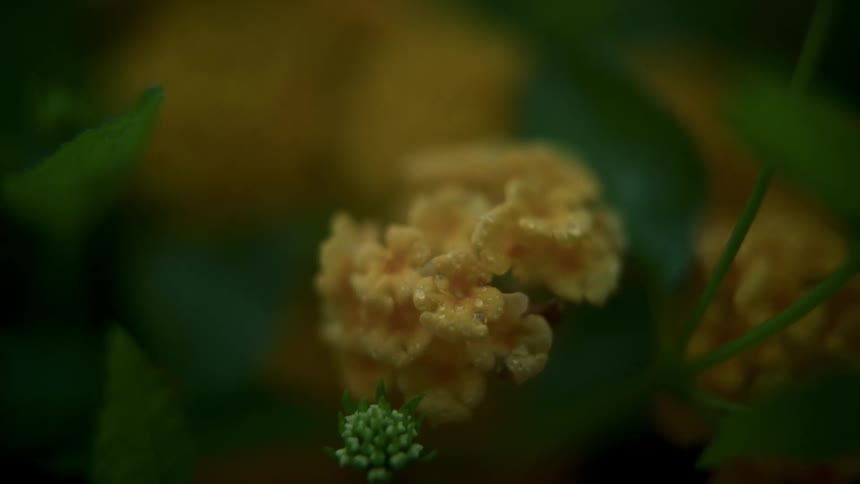 The yellow flower is wet