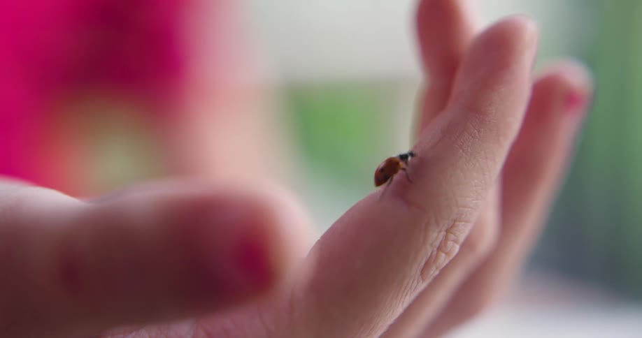 Closeup of a ladybug crawling up a persons finger