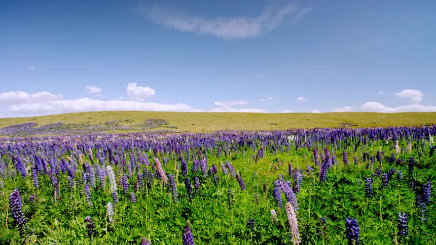 Purple and pink flowers in the wind