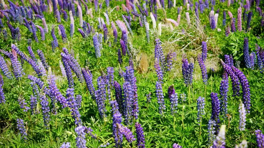 Wind blows the lavender plants on the field