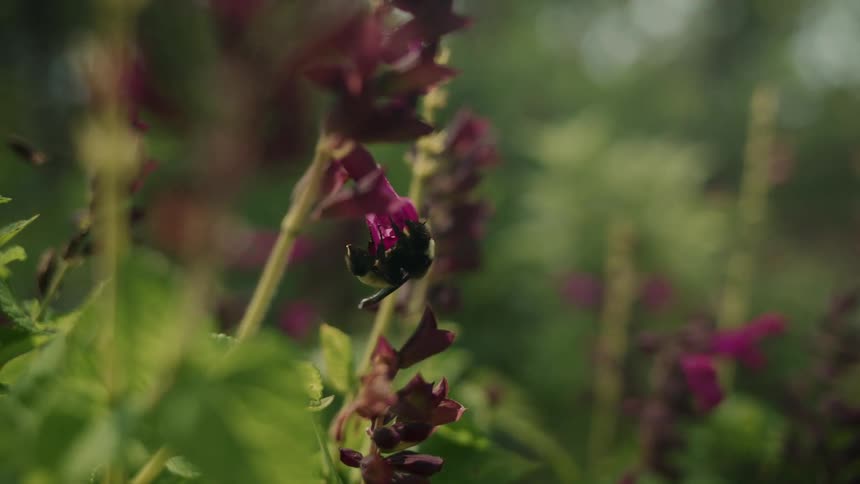 A bee flies around and crawls on a purple flower