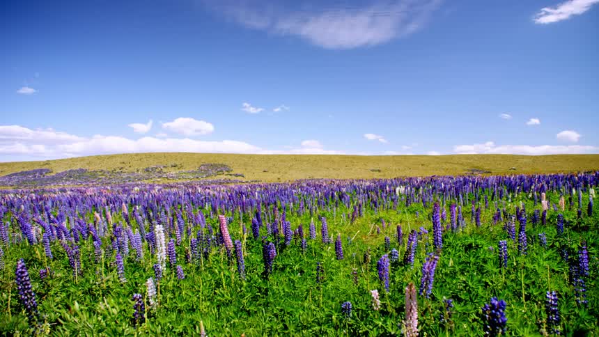 Purple and pink flowers growing on a plain in the wind